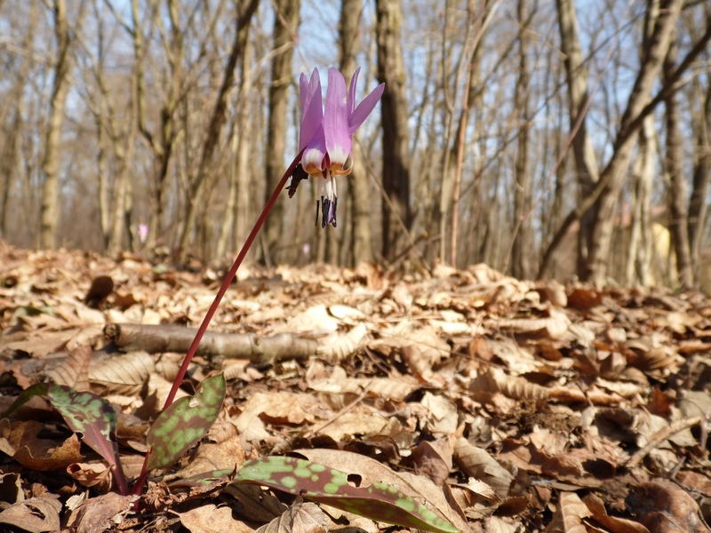 Parco del Ticino : Primavera